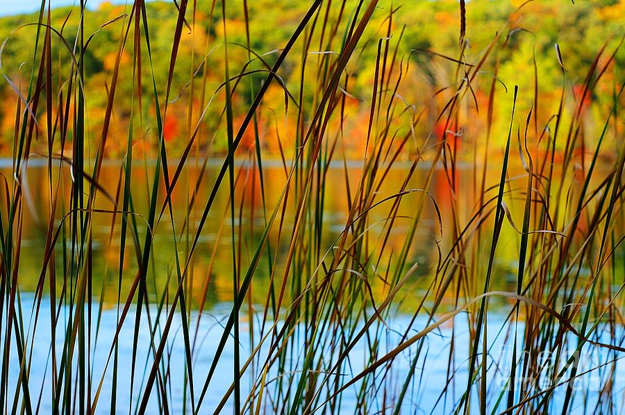 Tall Grass Abstract Photograph by Randy Pollard