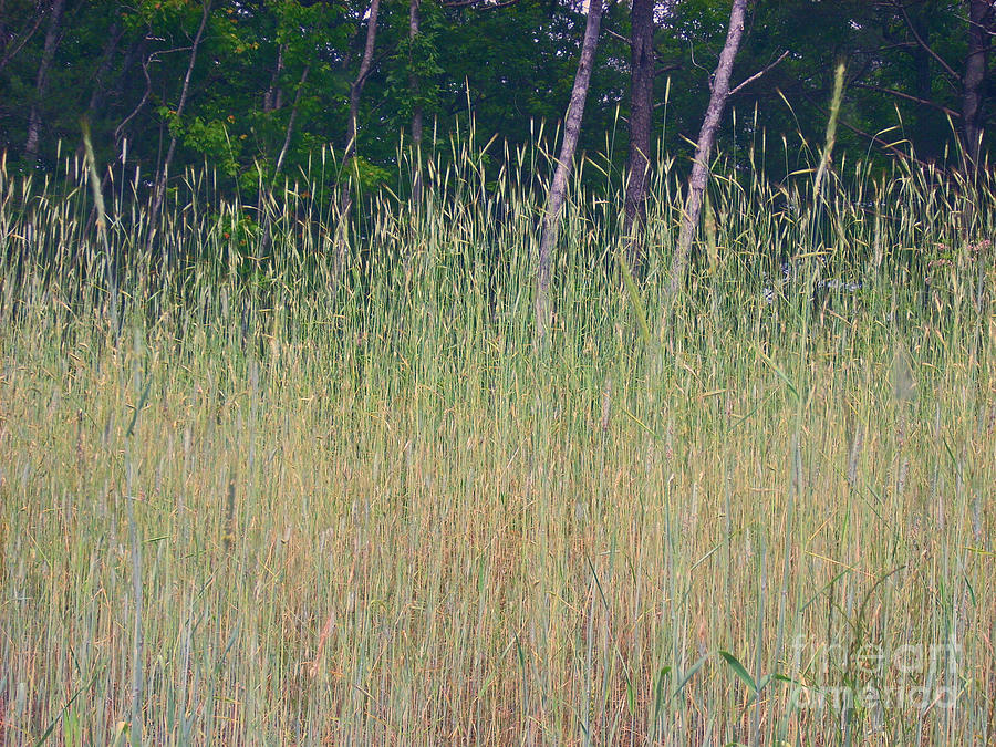 Tree Photograph - Tall Grass and Pines by Beebe  Barksdale-Bruner