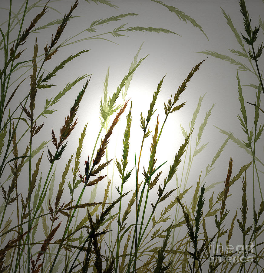 Tall Grass and Sunlight Digital Art by James Williamson