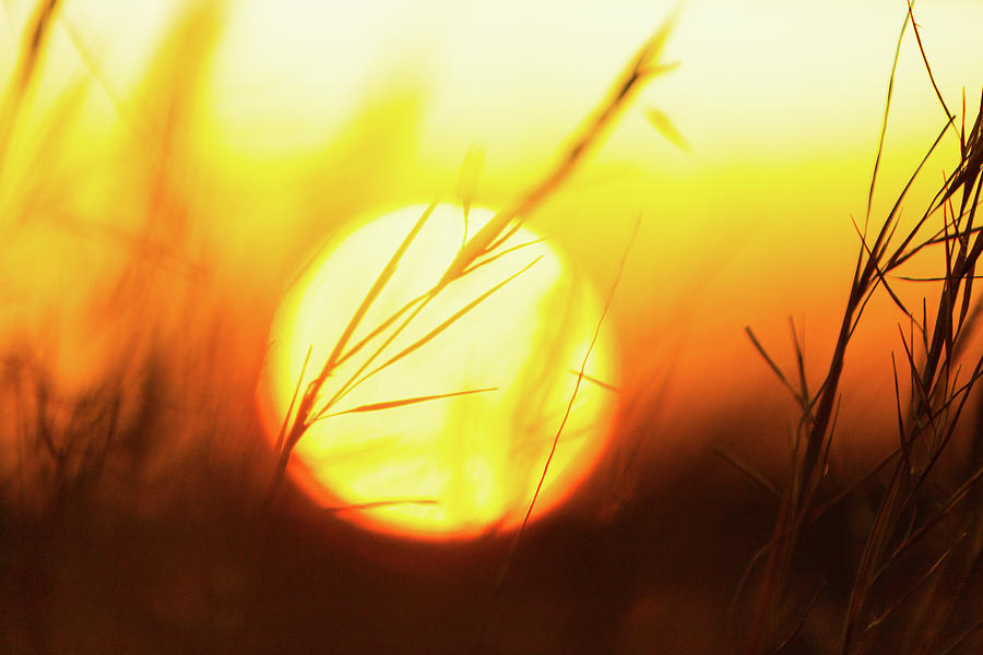 Tall Grass and Sunset Photograph by SR Green