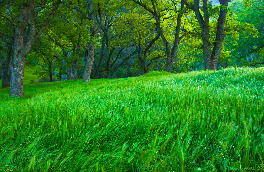 Tall Grass At Twilight Photograph by Marc Crumpler