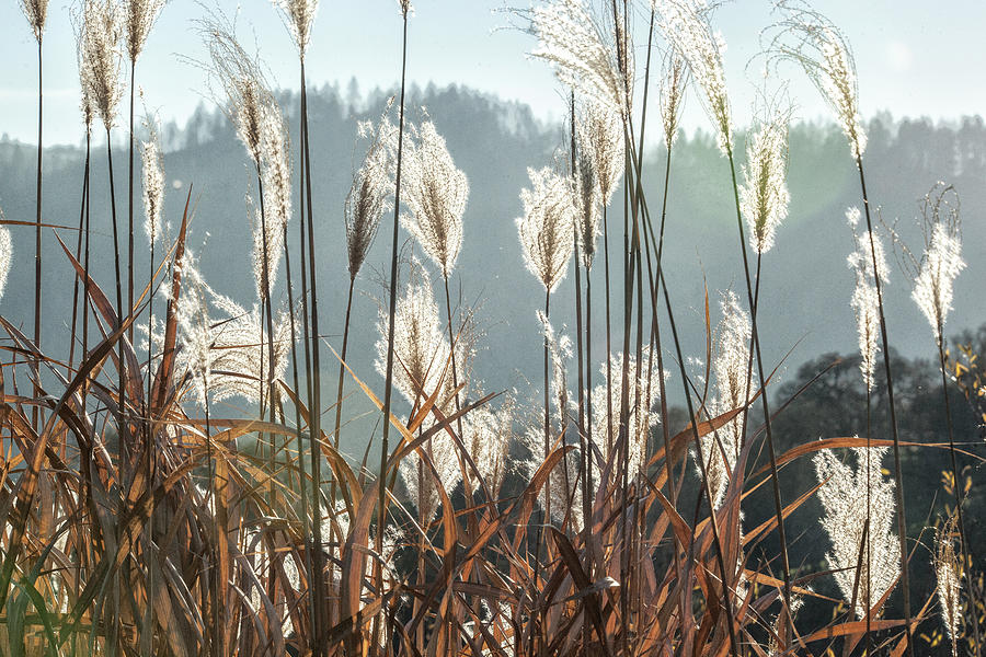 Tall Grass Photograph