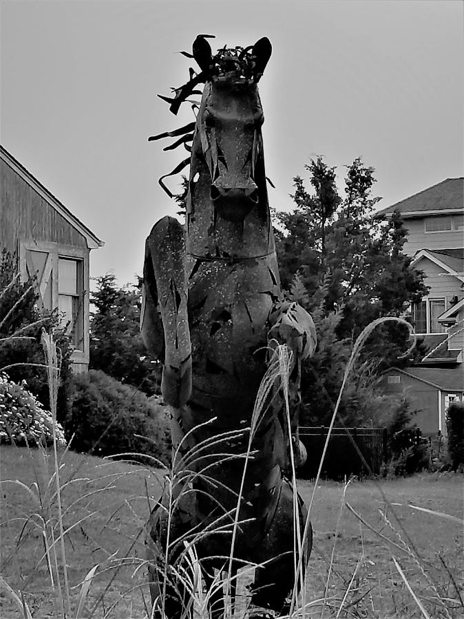 Tall Grass Horse B W Photograph by Rob Hans