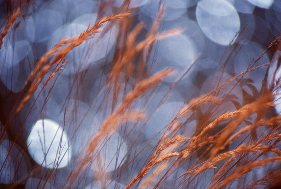Tall Grass in the Light  Photograph by Lyle Crump