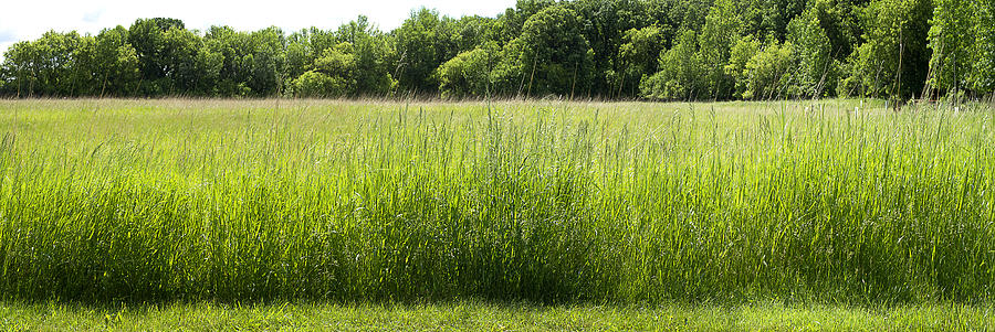 tall grass field
