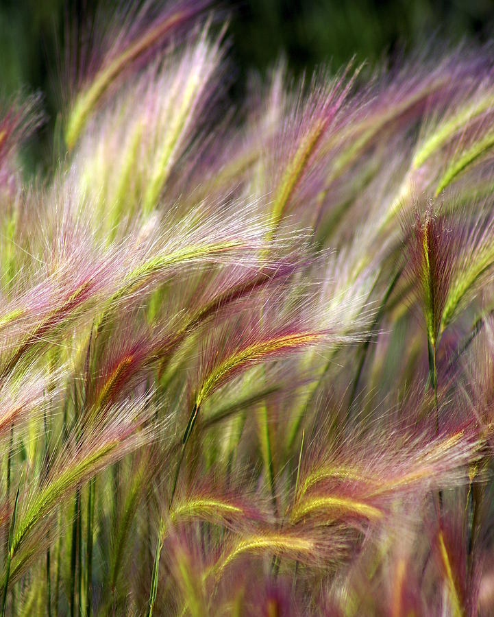 Plants Photograph - Tall Grass by Marty Koch