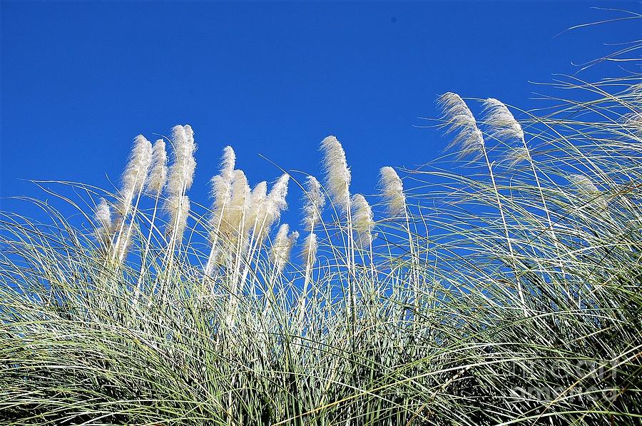Tall Grass Photograph