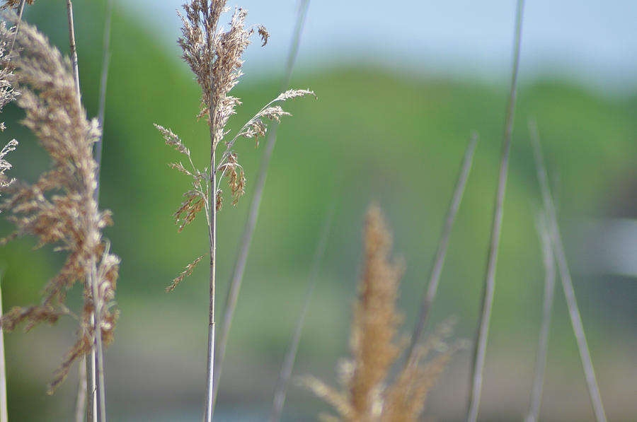 Tall Grass Up Close Photograph by Bill Cannon