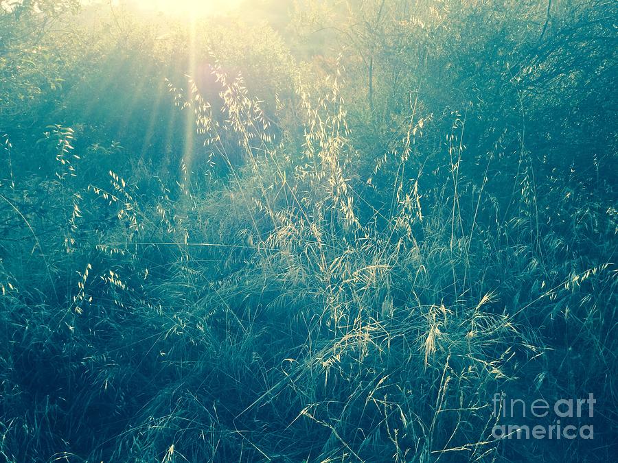 Tall Grasses Dancing in The Sun Photograph by Leah McPhail