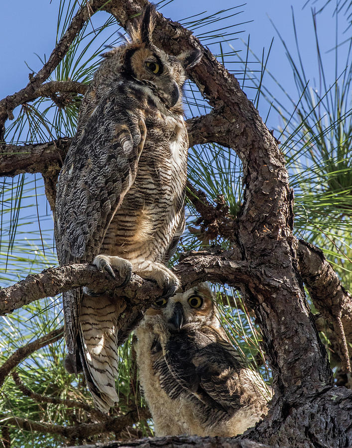 Tall Great Horned Owl Photograph by Paula Fink | Fine Art America