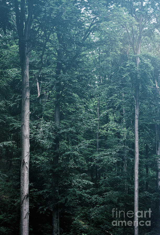 Tall green trees in a foggy gloomy forest. Photograph by Michal Bednarek