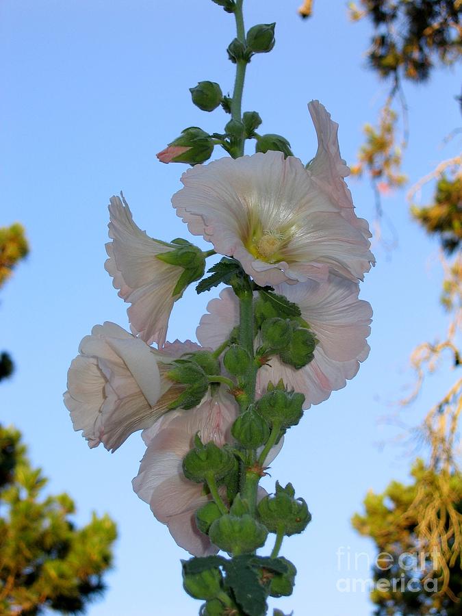 Tall Hollyhock Photograph by James B Toy