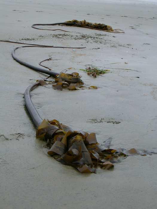 Tall kelp Photograph by Claudia Stewart Tall kelp Photograph by Claudia Stewart