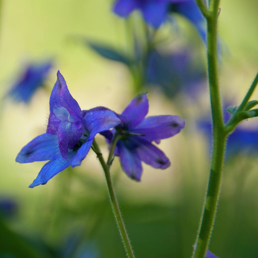 Tall Larkspur Wildflower Detail Photograph by Cascade Colors