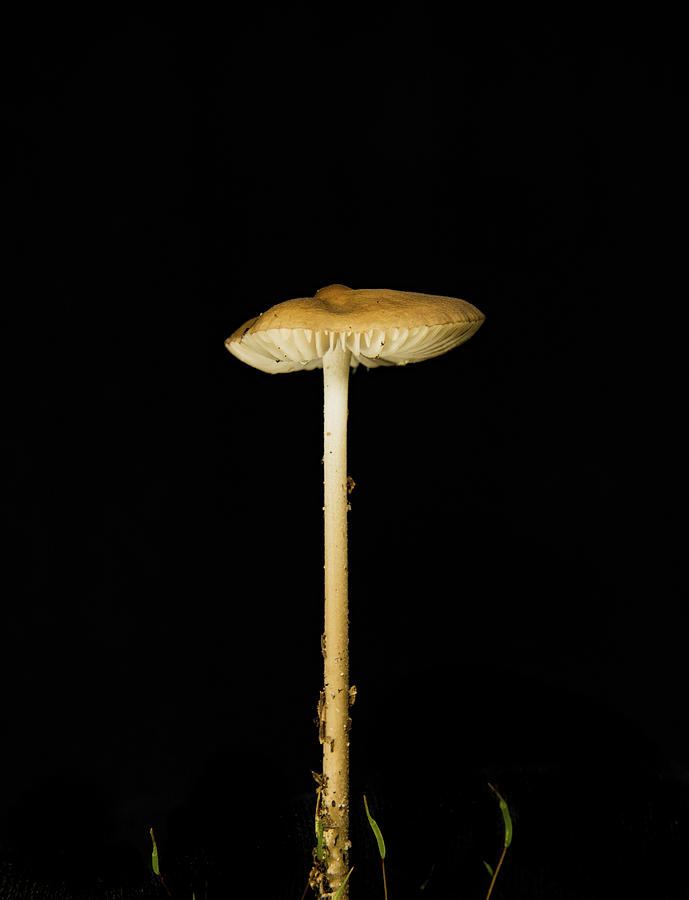 Tall Mushroom and Moss Spore Capsules Photograph by Douglas Barnett