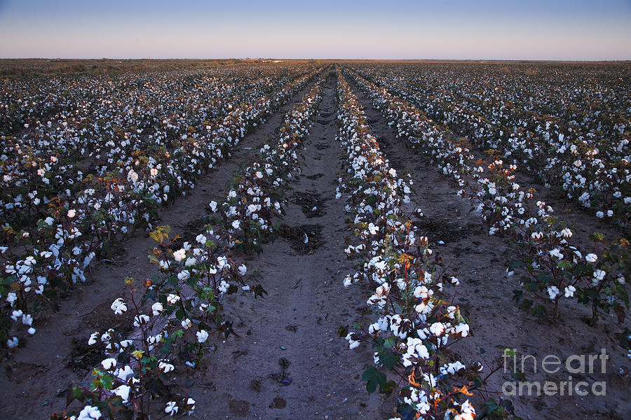 Tall Organic Cotton, West Texas Photograph by Greg Kopriva