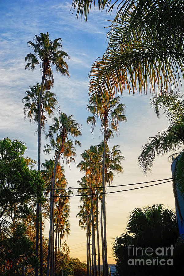 Tall Palms at Sunset Photograph by Kaye Menner