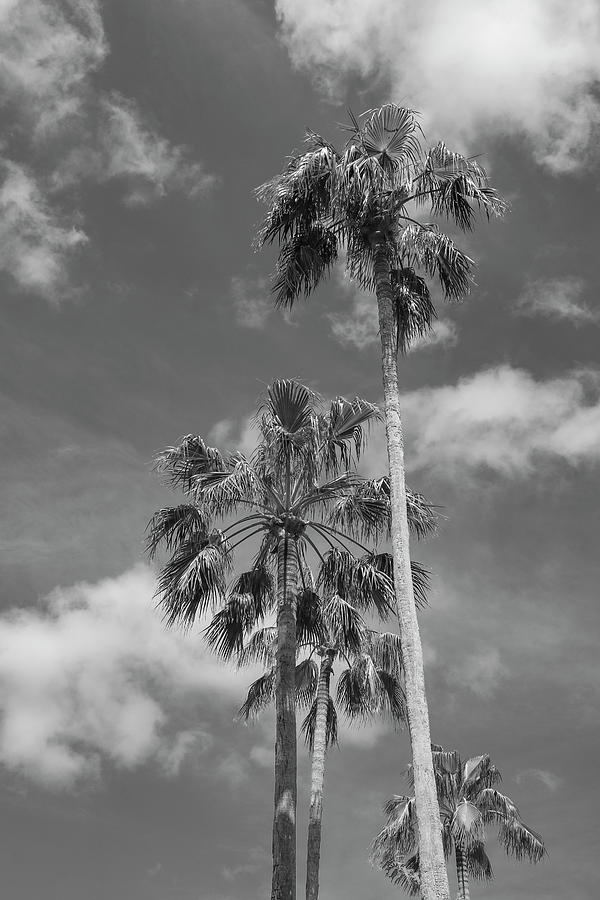 Tall Palms Photograph by Robert Wilder Jr