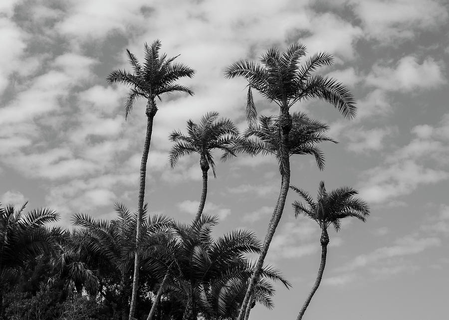 Tall Palms Wide Photograph by Robert Wilder Jr