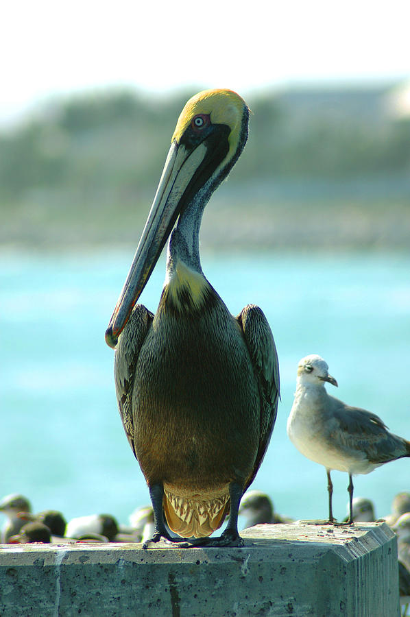 Tall Pelican Photograph by Susanne Van Hulst
