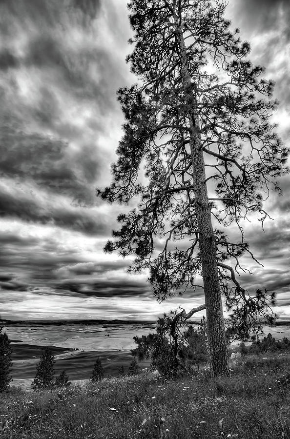 Tall Pine on Kamiak Butte Photograph by David Patterson