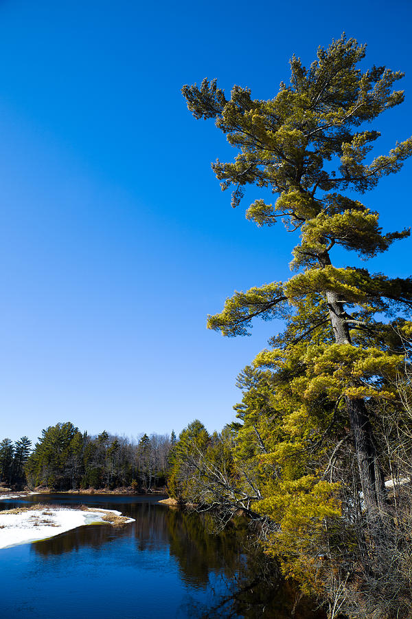 Spring Photograph - Tall Pine on the Moose River by David Patterson