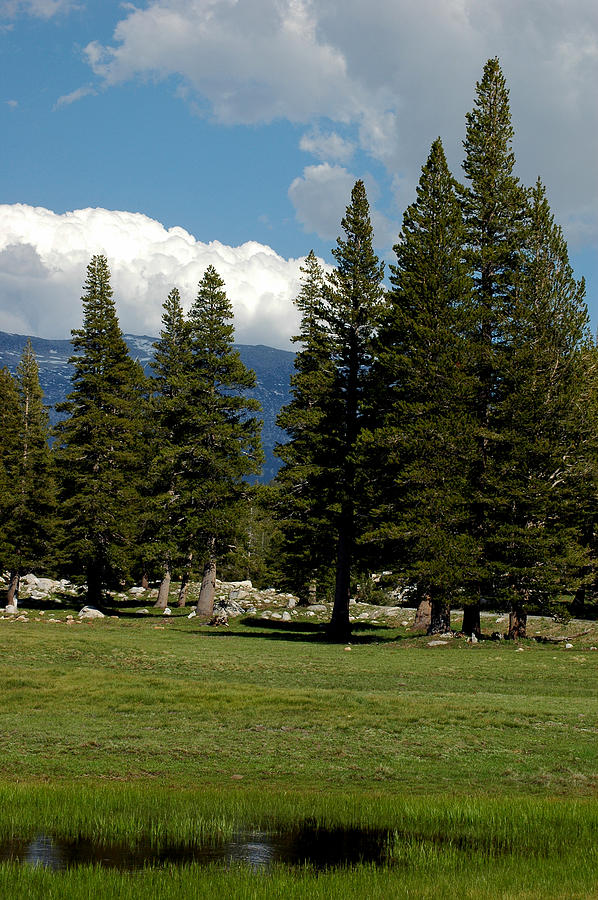 Yosemite National Park Photograph - Tall Pine Tuolumne Meadows Yosemite by LeeAnn McLaneGoetz McLaneGoetzStudioLLCcom