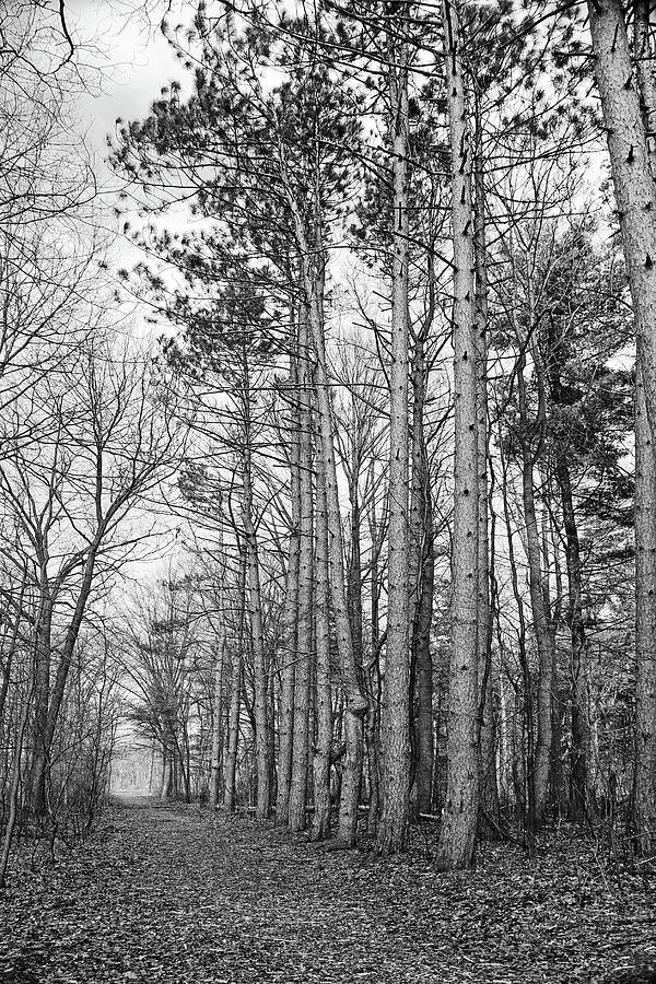 Tall Pines Along the Pine River 2 BW Photograph by Mary Bedy