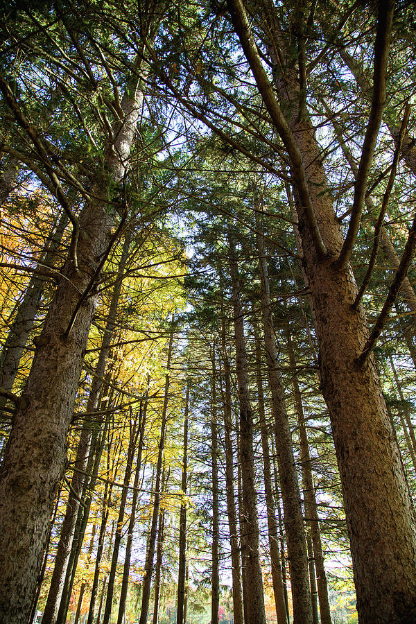 Tall Pines Photograph by David Stasiak