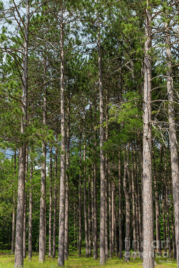 Tall Pines Photograph by Jennifer White