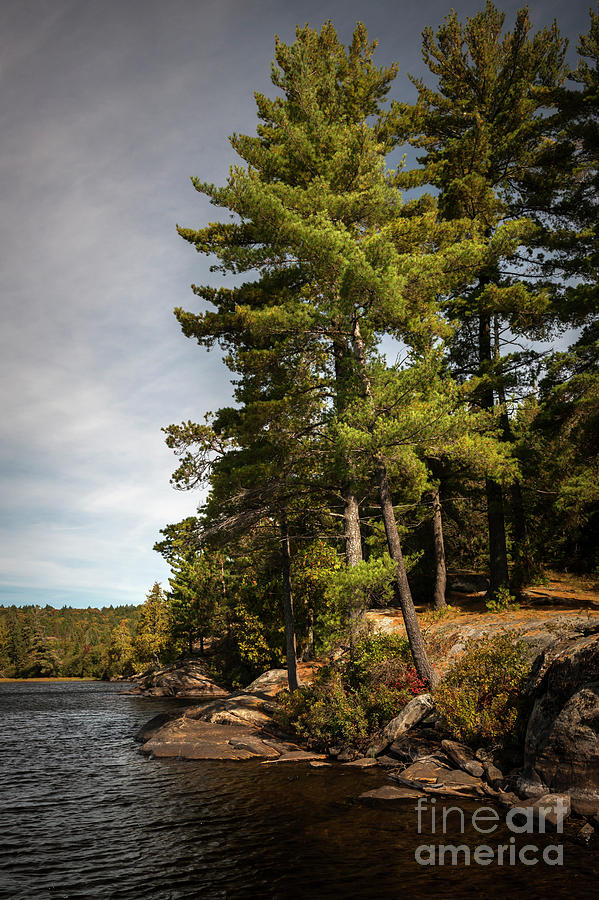 Tall pines on lake shore Photograph by Elena Elisseeva