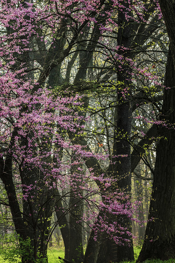 Tall Red Buds in Spring Photograph by Joni Eskridge
