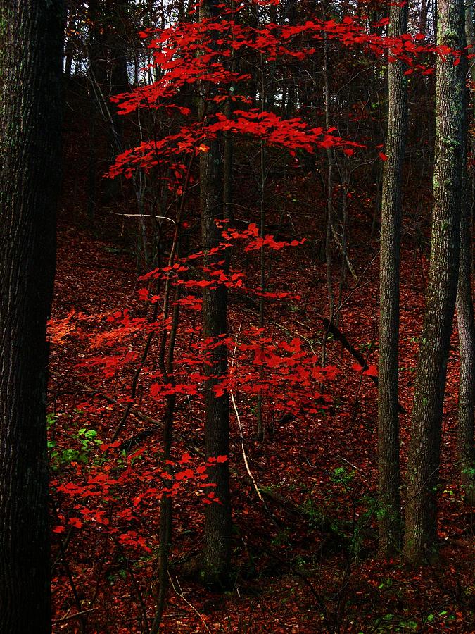 Tall Red Tree Photograph by Joyce Kimble Smith