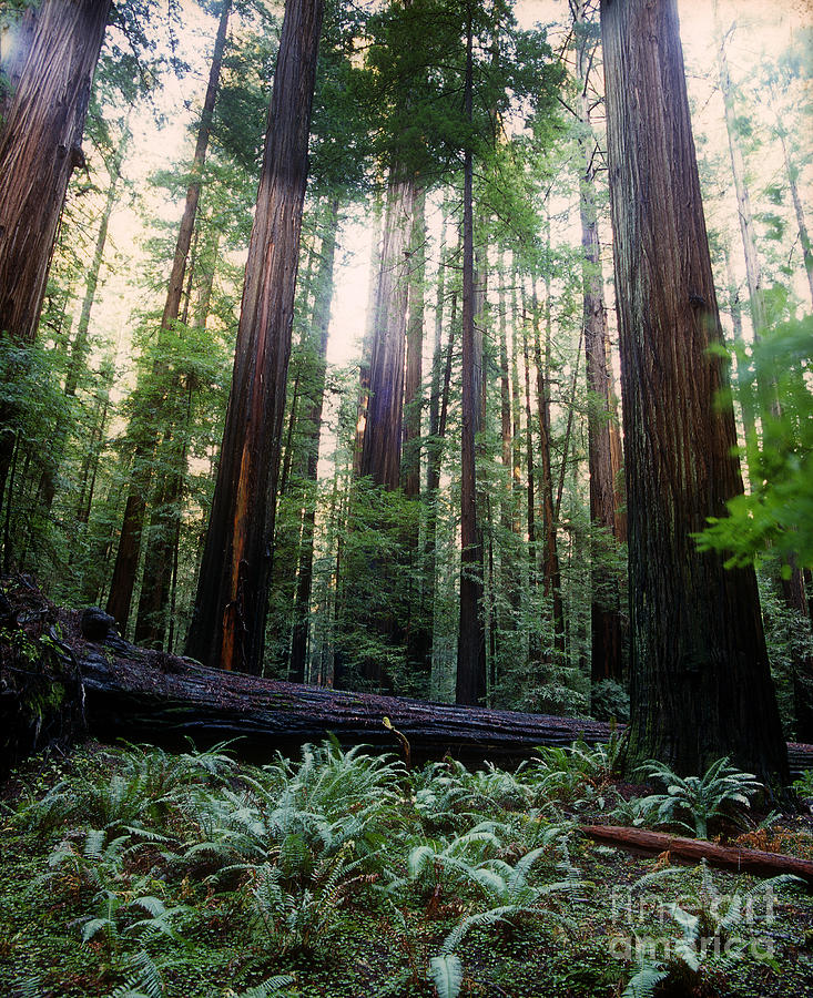 Tall Redwood Trees of Wisdom Photograph by Wernher Krutein