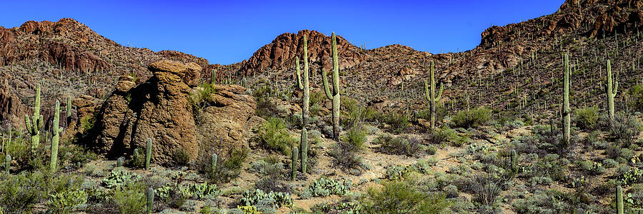 Tall Saguaro Cactus Photograph by Jon Berghoff - Fine Art America