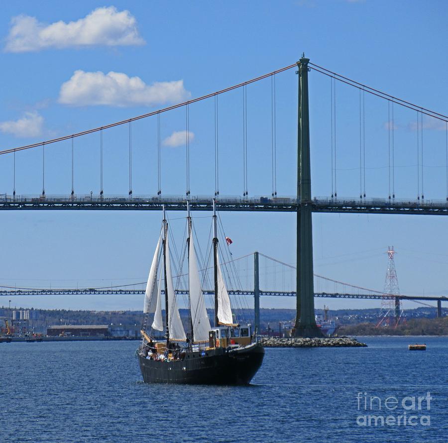 Boat Painting - Tall Ship Silva by John Malone
