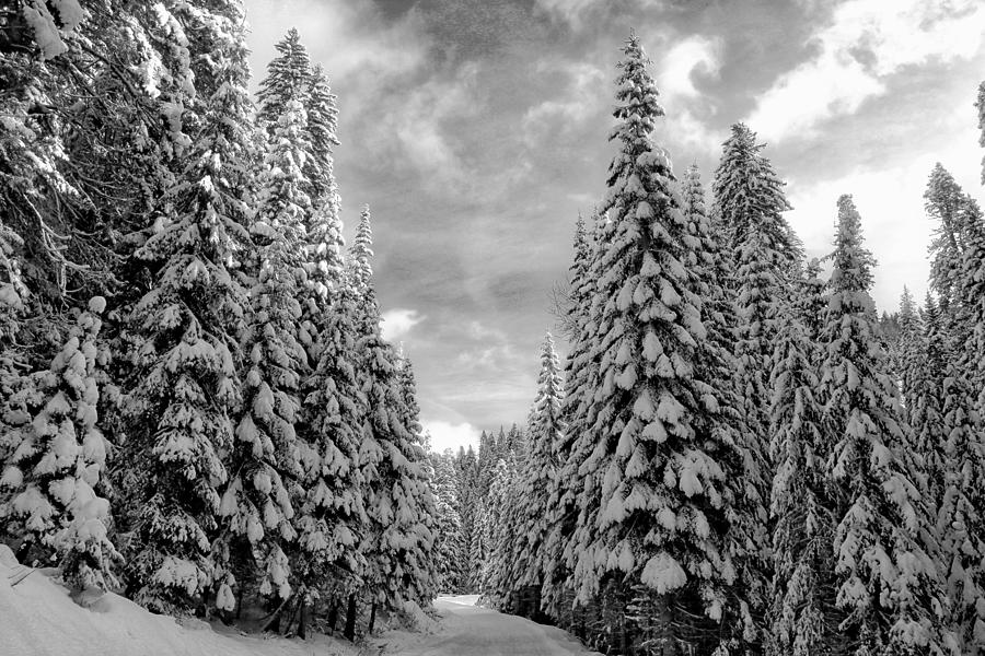 Tall snowy trees Photograph by Lynn Hopwood