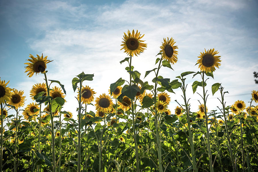 Tall Strong Sunflowers  Photograph by Anthony Doudt