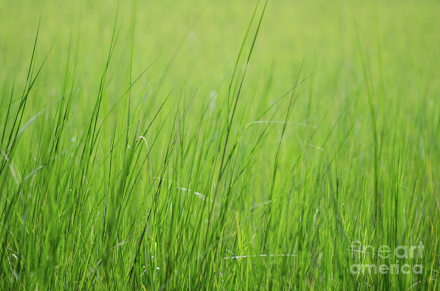 Tall Summer Grass Memories Photograph