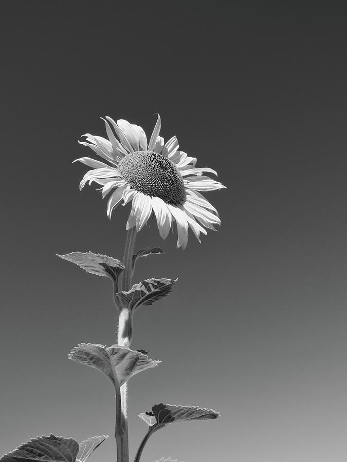 Tall Sunflower B W Photograph by Connor Beekman