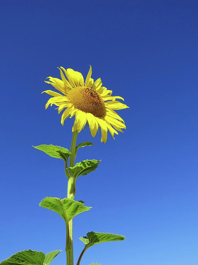Tall Sunflower Photograph by Connor Beekman