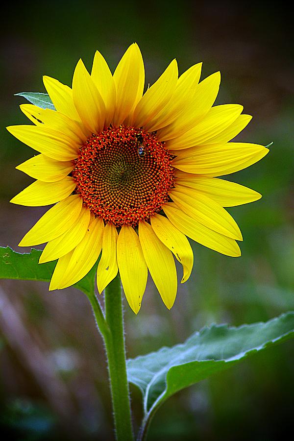 Tall Sunflower Gleaming Photograph by Karen McKenzie McAdoo