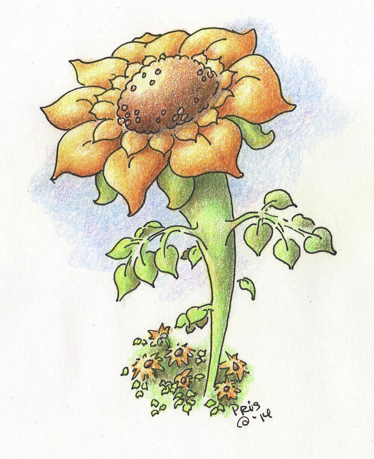 Tall Sunflower Drawing by Pris Hardy