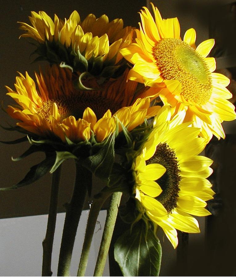 Tall Sunflowers Photograph by Francine Mabie - Fine Art America