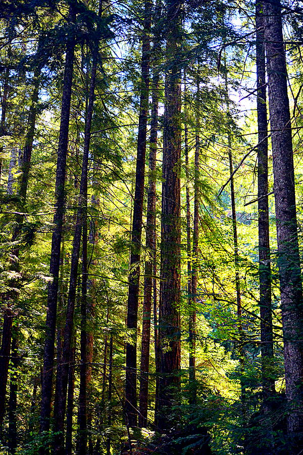 Tall Timbers Photograph by Lori Seaman | Fine Art America