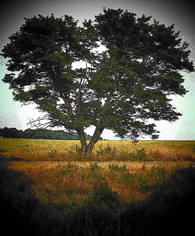 Tall Tree Photograph by Joyce Kimble Smith