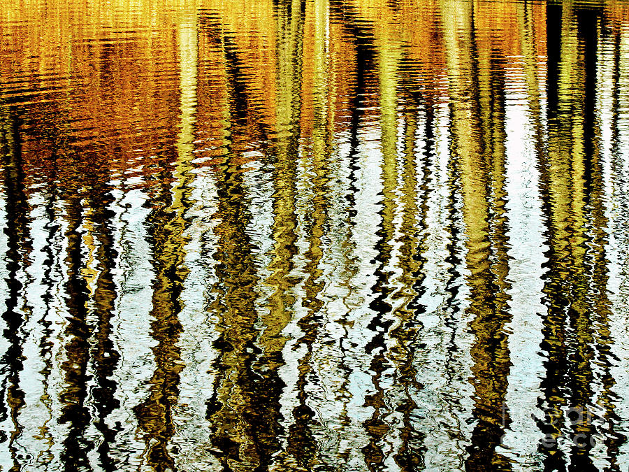 Tall Tree Reflections Painted by Nature Photograph by Carol F Austin