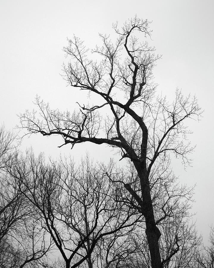 Tall Tree Silhouette Photograph By Michael Fields