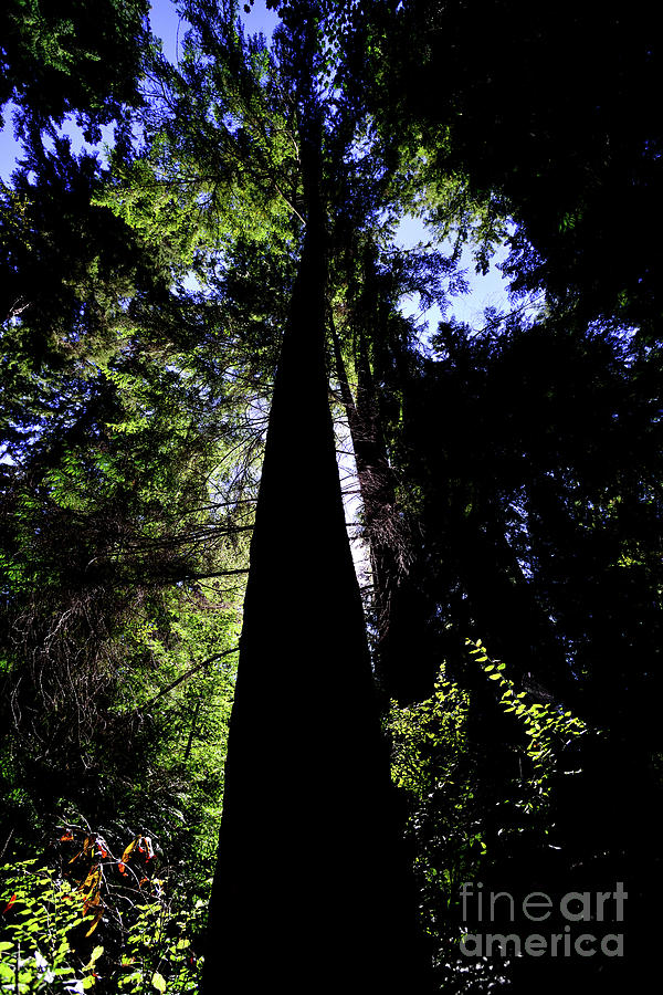 Tall Tree Silohuette Photograph by Terry Elniski