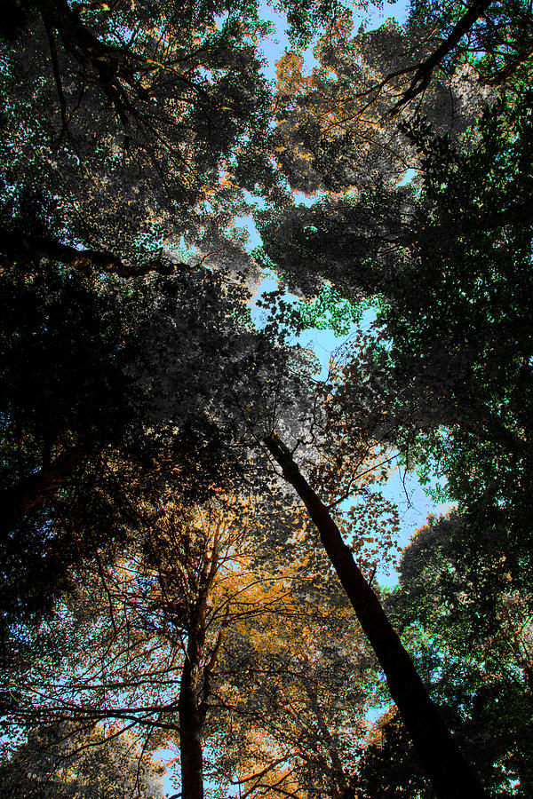 Tall Trees Abstract 2 Photograph by David Stasiak